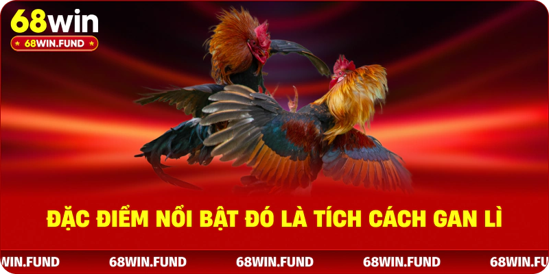 Đặc điểm nổi bật đó là tích cách gan lì